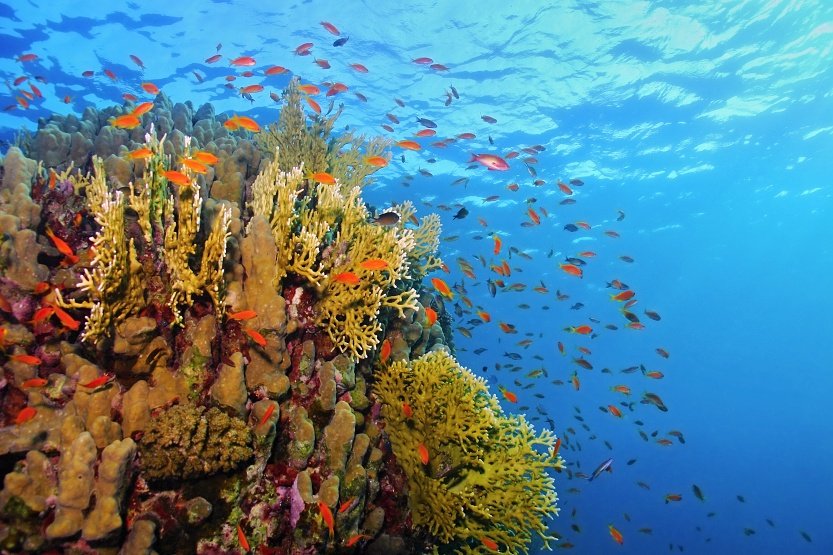 Coral reef and school of anthias