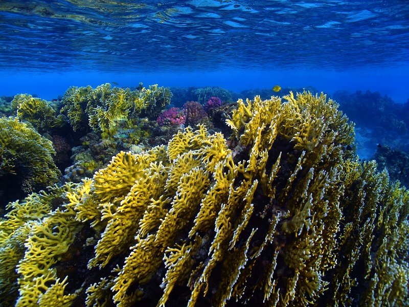 Coral garden in the shallow water