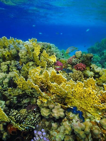 Coral garden in the shallow bay