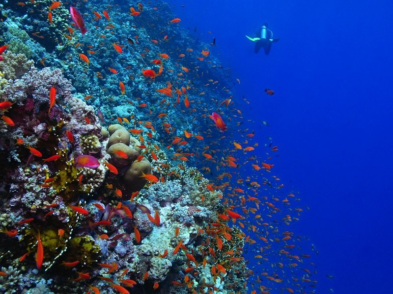 School of anthias, diver and coral reef