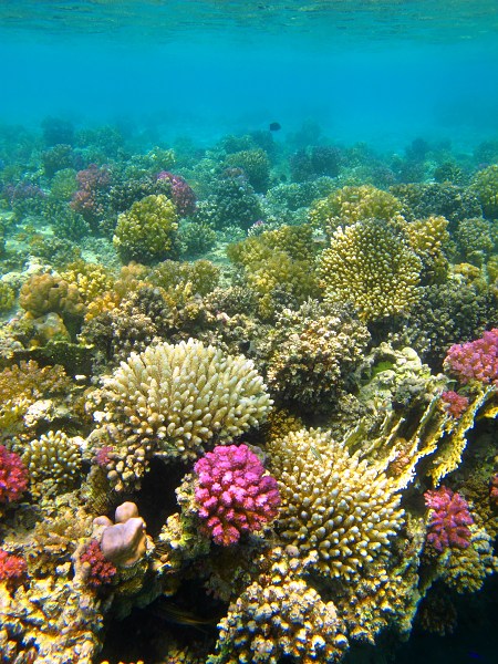 Corals in the shallow bay