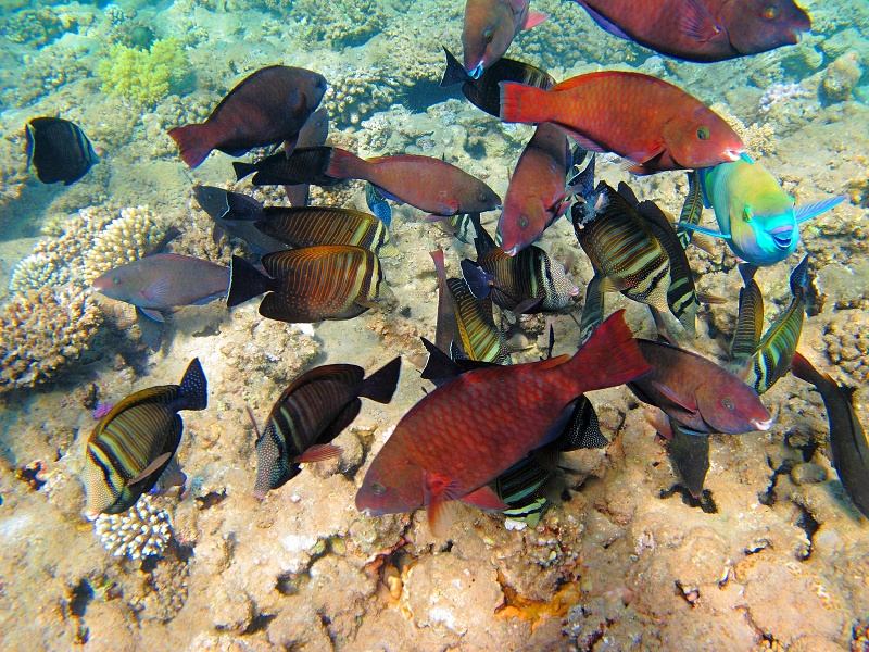 Surgeonfishes and parrotfish