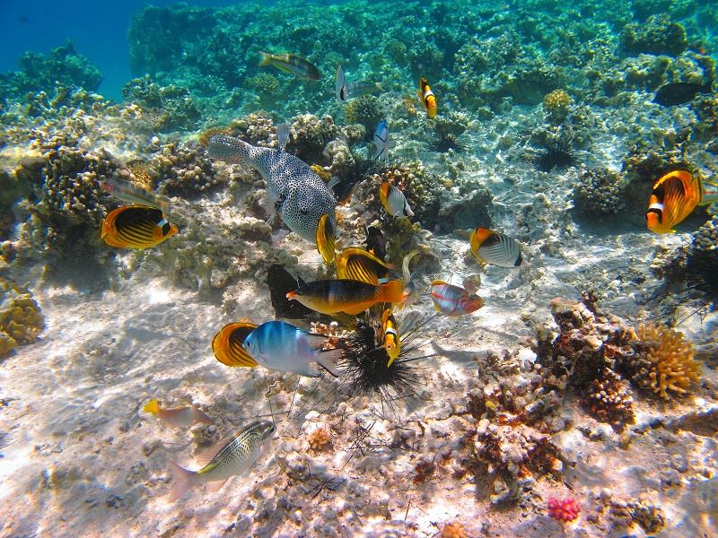Butterflyfish, wrasse and pufferfish