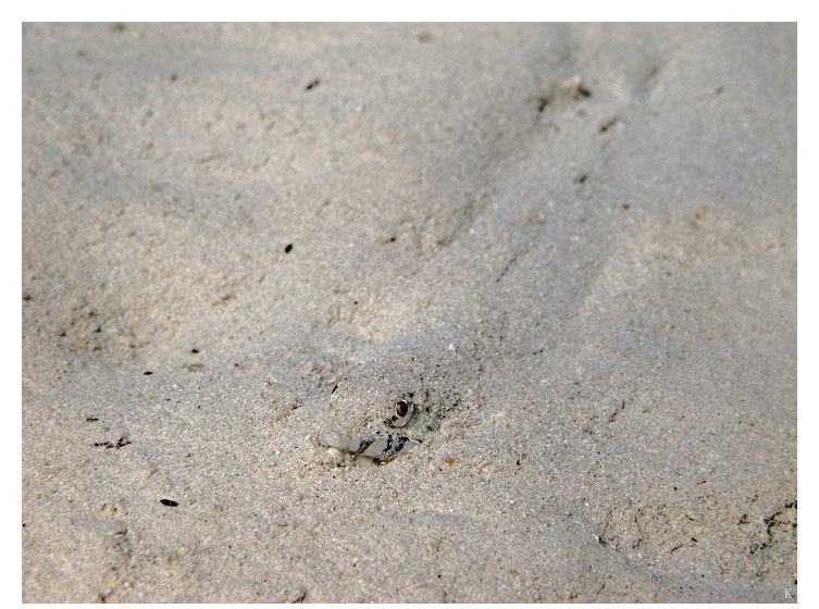 Lizzardfish in sand
