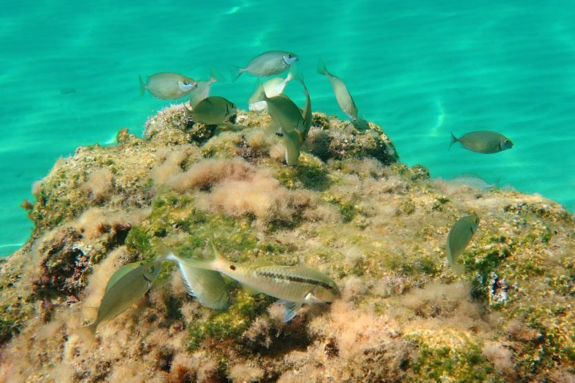 Fish feeding in the shallow water