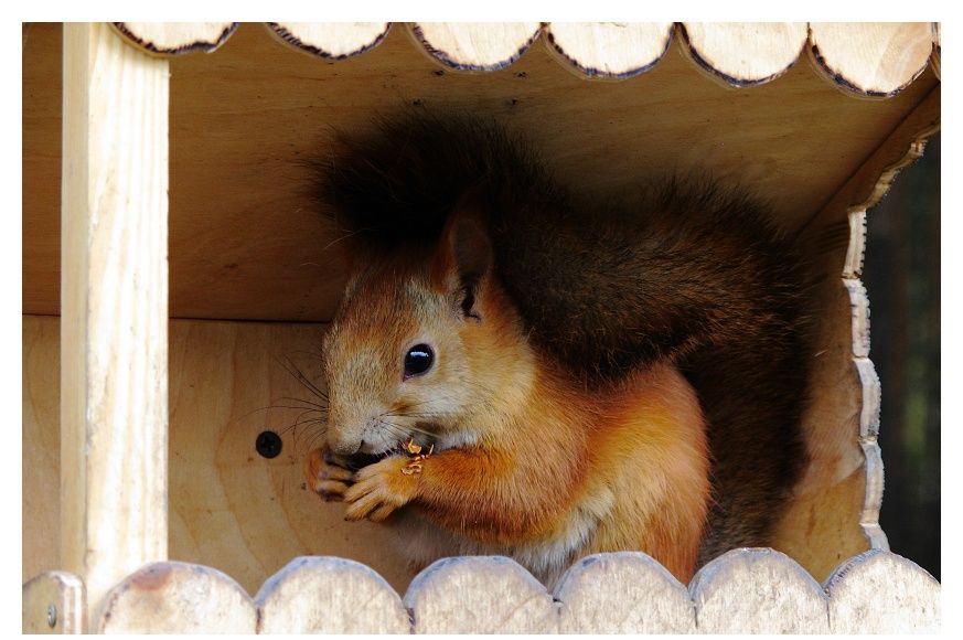 Squirrel, Prokopyevsk - Siberia