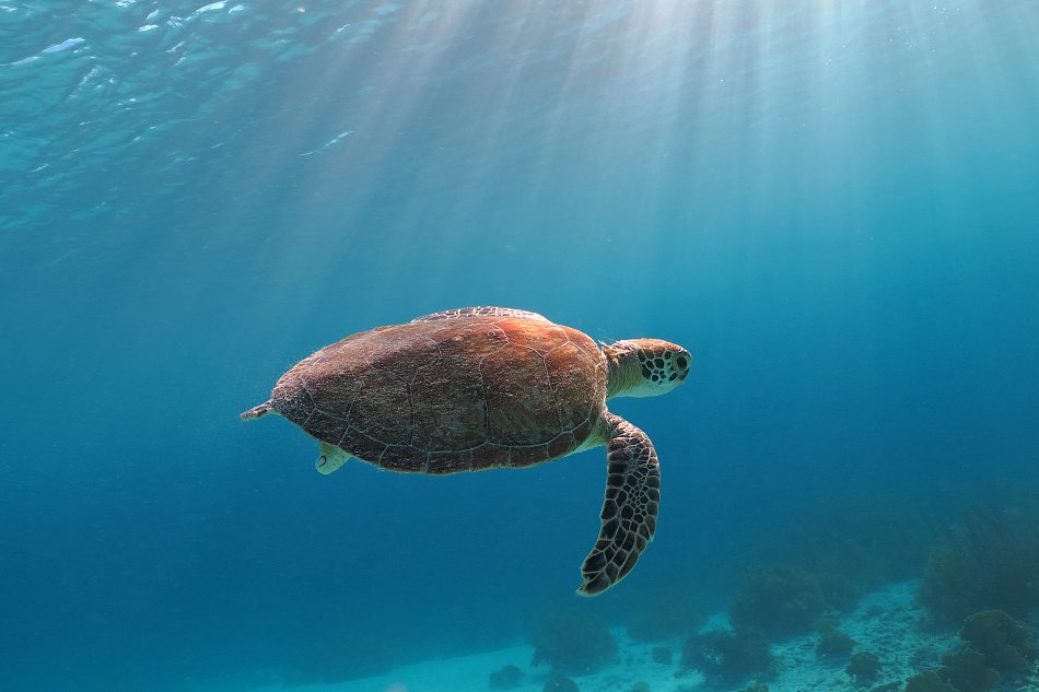 A small sea turtle on the Caribbean island of Bonaire.