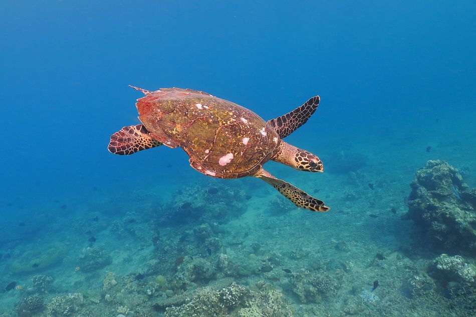 A sea turtle above coral reef, Bali island, Indonesia.