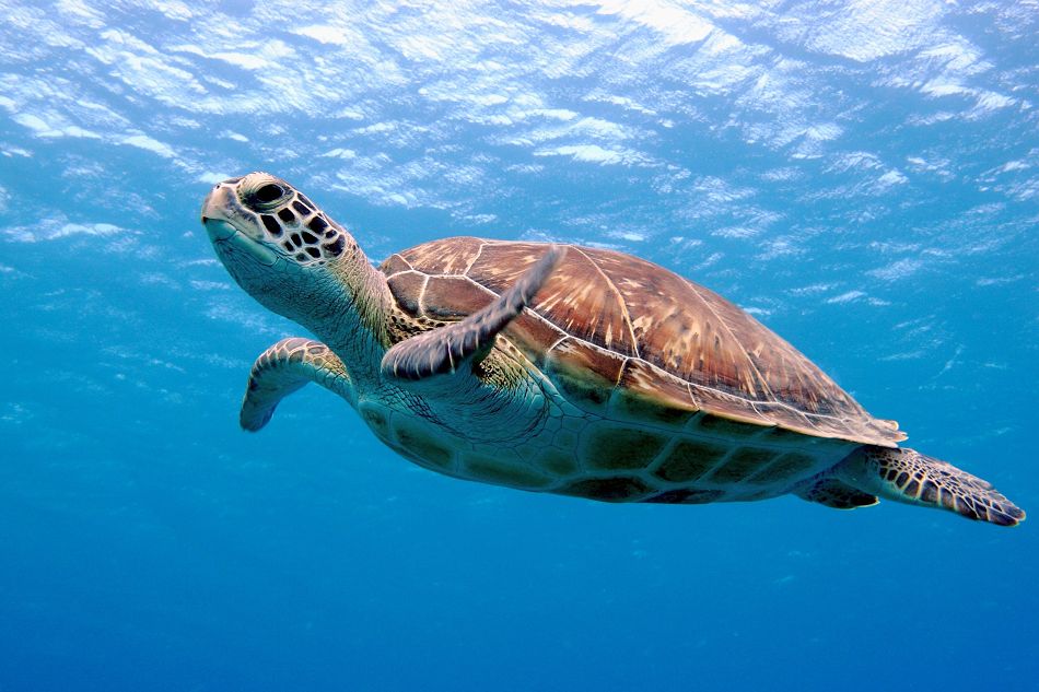 A swimming turtle, Red Sea.